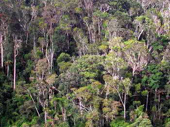 Splendide for&ecirc;t - Gorgeous forest