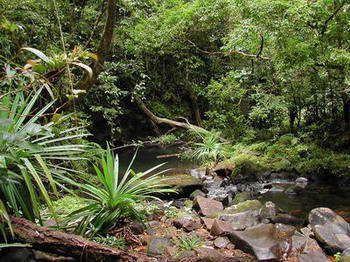 Travers&eacute;e en for&ecirc;t - Crossing the forest
